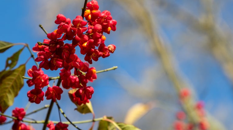 Close up of spindle berries with bright blue sky behind